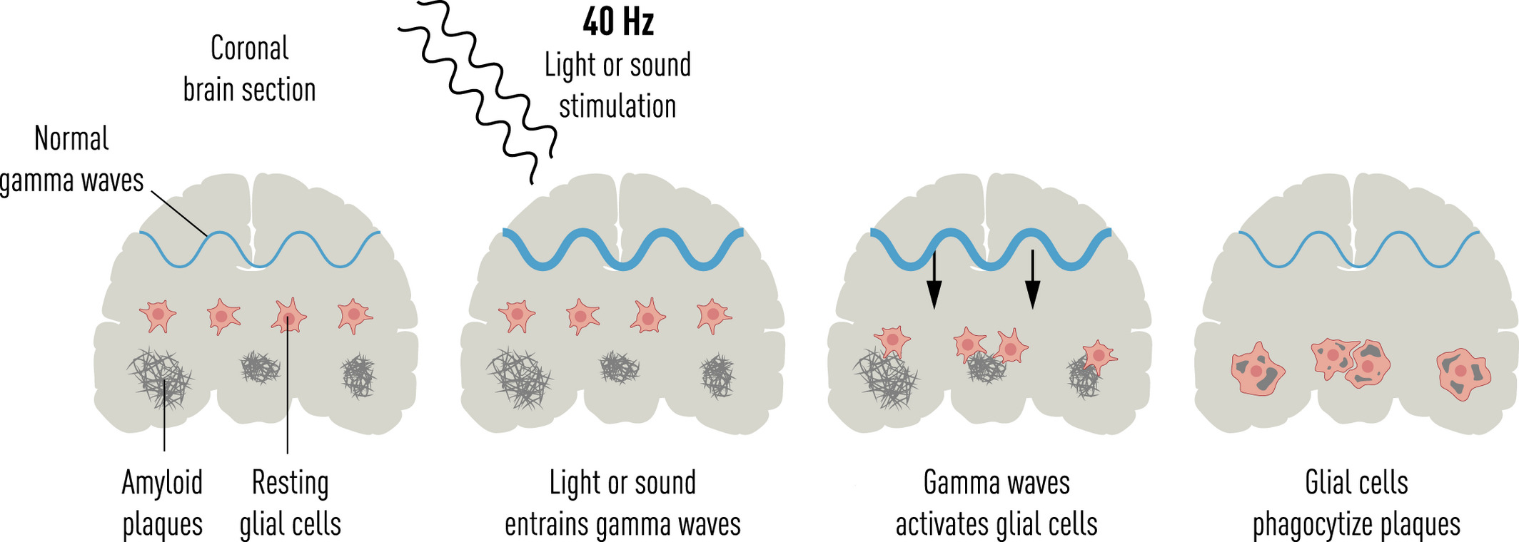 brain cleanup from 40 hz