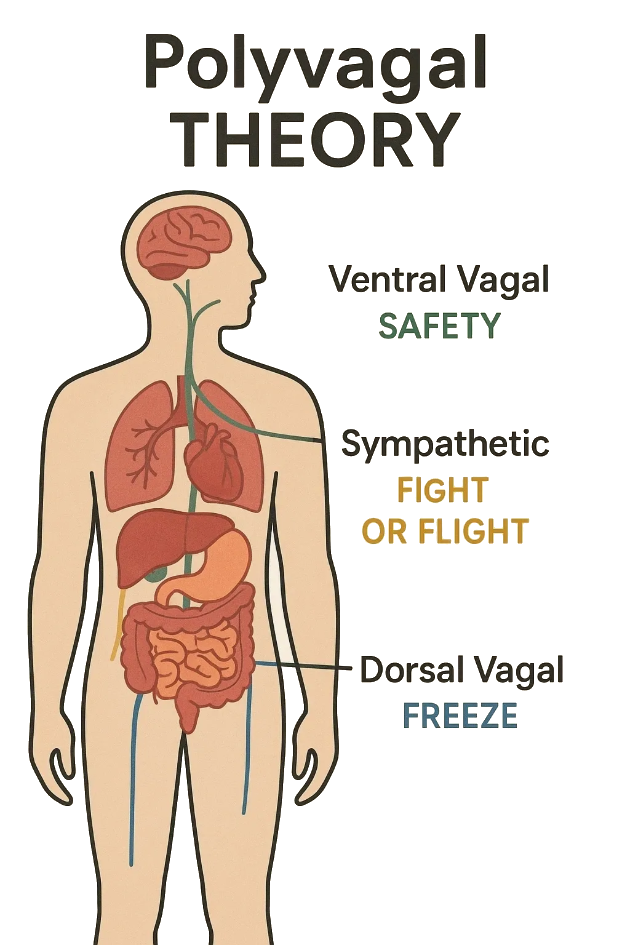 Polyvagal theory