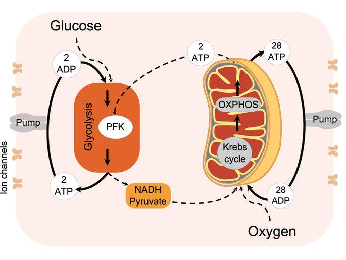 cell energy ATP Diagram of cellular respiration: glycolysis in the cytosol producing ATP and NADH, pyruvate to the mitochondrion, then the Krebs cycle and oxidative phosphorylation yielding ATP.