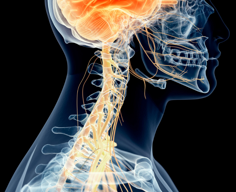 vagus nerve Side-view medical illustration of the head and neck showing the brain, spinal cord, and highlighted nerves in orange over a dark background.
